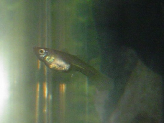 Guppy best sale feeder fish