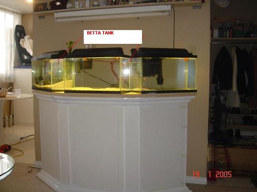 3-10 bow face bitmat.JPG 3-10 bow face bitmat.JPG
