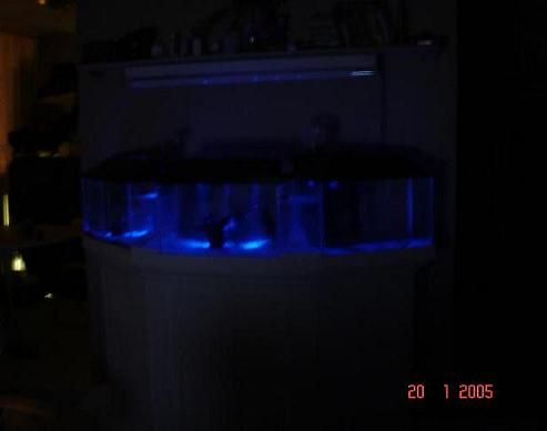3-10gal bowface moon light btm.JPG