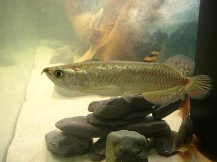Australian Pearl Arrowana.jpg