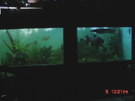 Fishtank5.JPG