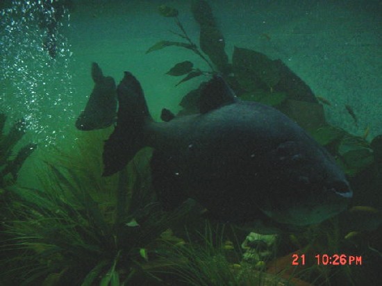 Pacu12.JPG