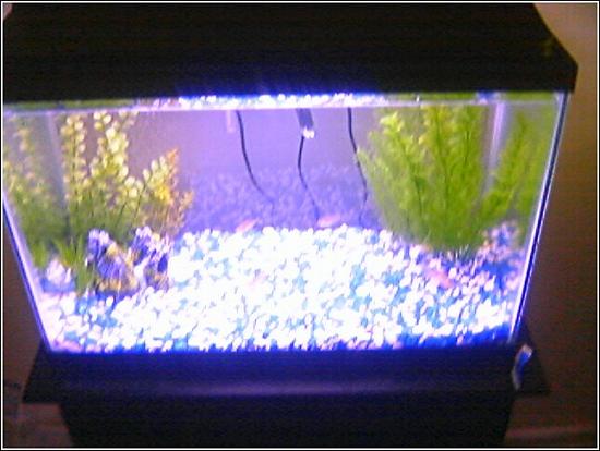 fishiesss.jpg
