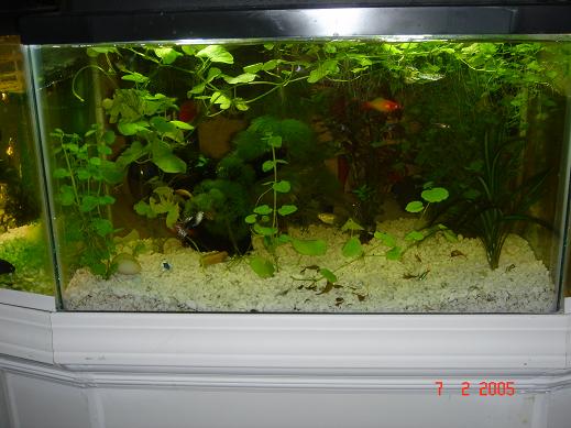 my planted middle tank.JPG