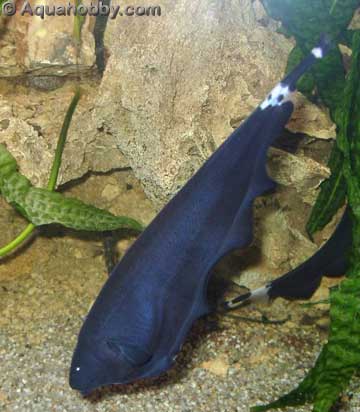 Apteronotus_albifrons_1.jpg