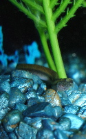 fish.jpg