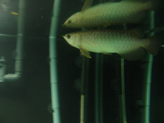 green asian arowana.jpg