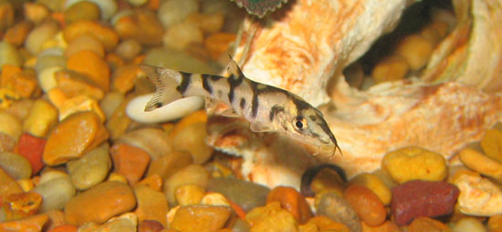 loach post1.JPG loach post1.JPG