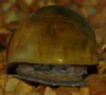 apple snail avatar.JPG