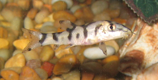 loach1_before.JPG loach1_before.JPG