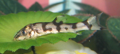 loach2_after.JPG