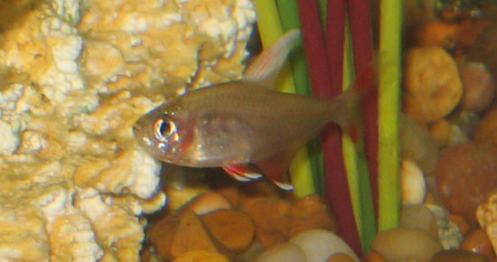 hybrid_3.JPG hybrid_3.JPG