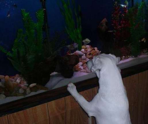 kobe on the tank1.jpg kobe on the tank1.jpg