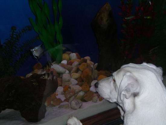 kobe on the tank2.jpg kobe on the tank2.jpg