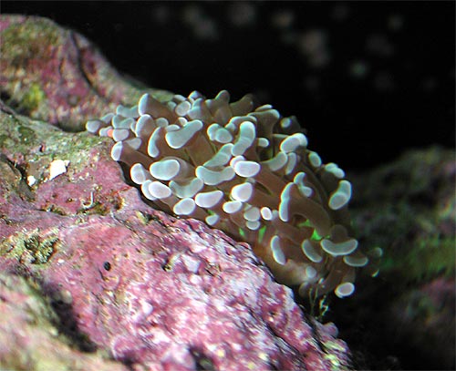 fraggedhammercoral.jpg