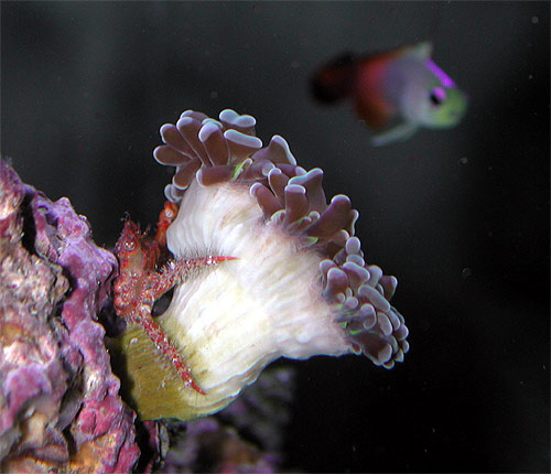 hammercoral2.jpg