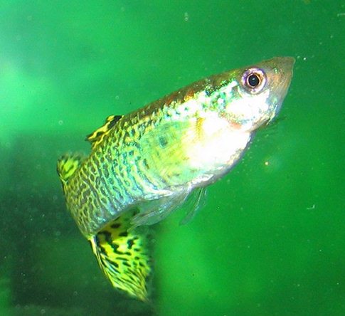 cobra guppy - web02.jpg