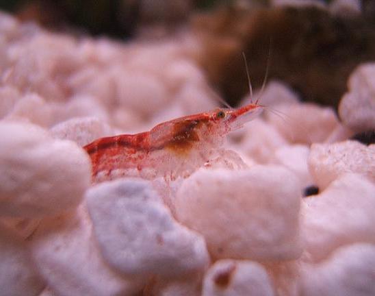 cherry_shrimp_small.JPG
