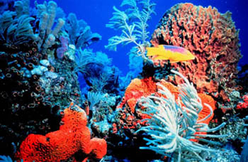 reef3.jpg