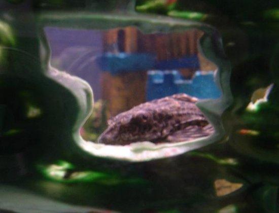 PlecoCavesm.JPG