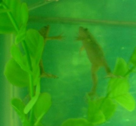 Floatingfrogsm.JPG