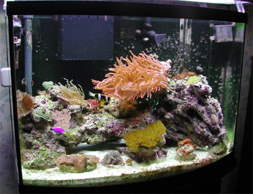 36gal7mos1.jpg 36gal7mos1.jpg