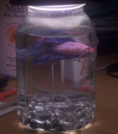 Sphnix_Mason Jar_2.jpg