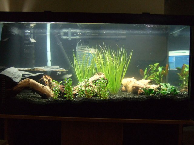 2007-07-04 50gal Full.JPG
