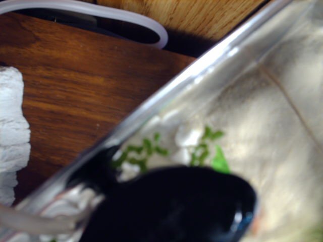 PICT0137.JPG