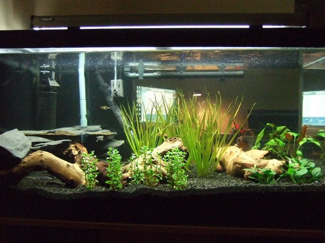 2007-07-06 50gal Full.JPG