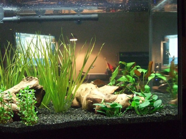 2007-07-06 50gal Right.JPG