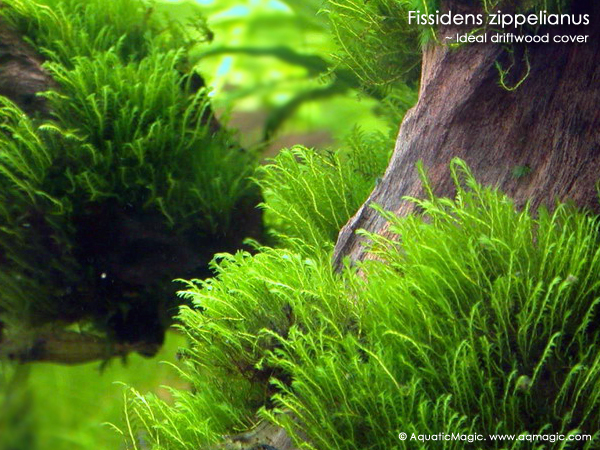 zip2fy9.jpg zip2fy9.jpg