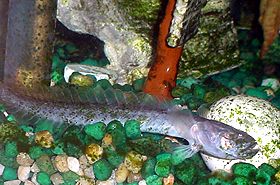 Dragon fish care online