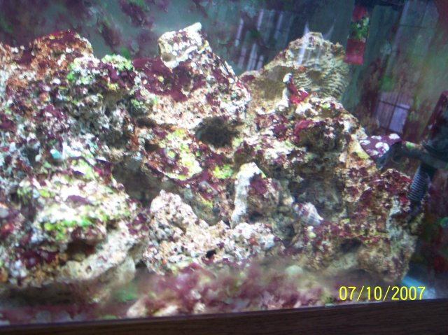 Live Rock1.JPG
