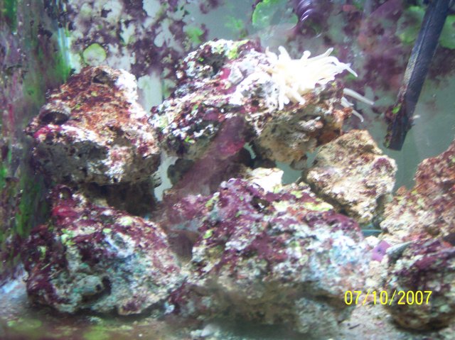 Live Rock3.JPG