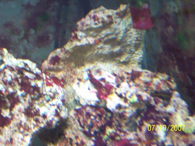Live Rock7.JPG