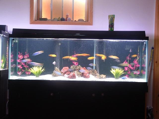 180Gallon.jpg 180Gallon.jpg