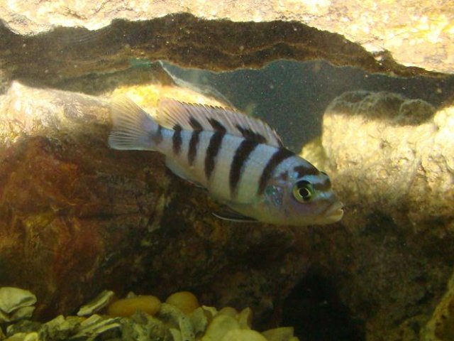 kenyi female2.JPG