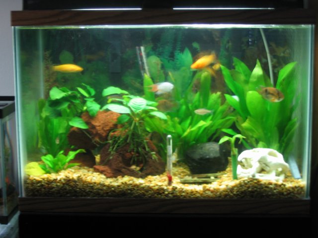 20 gallon Tank shot Late 2006 before ice storm.JPG