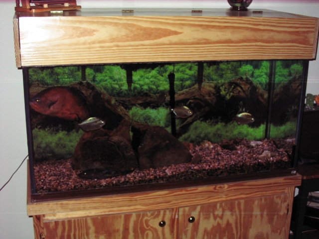 fish tanks 001.JPG