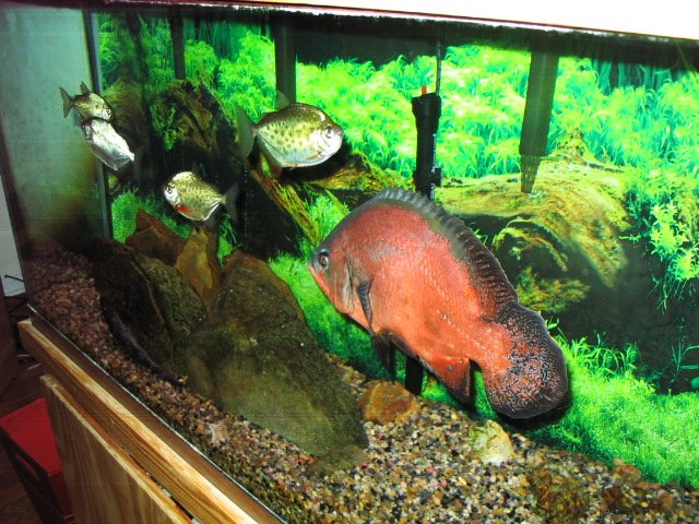 fish tanks 002.JPG