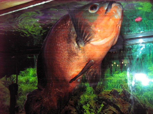 fish tanks 006.JPG