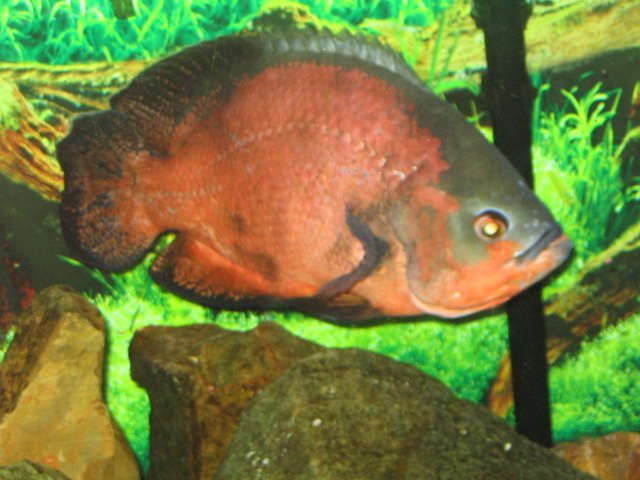 fish tanks 014.JPG