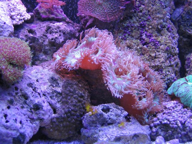1 Elegant Coral.jpg