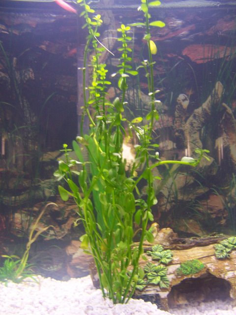 momcamera 003.jpg