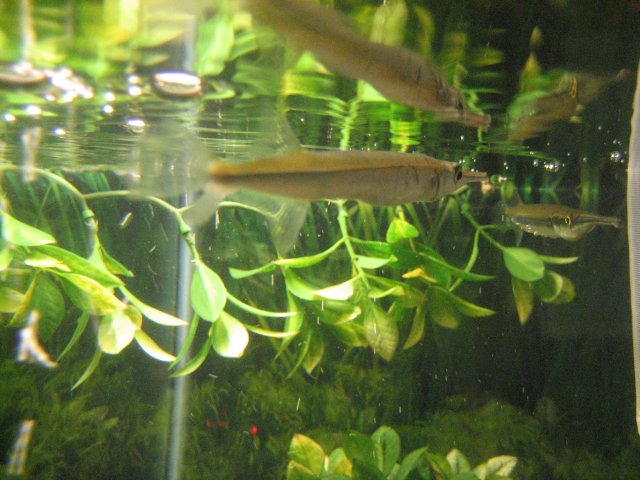 Tanks Alot 020.jpg Tanks Alot 020.jpg