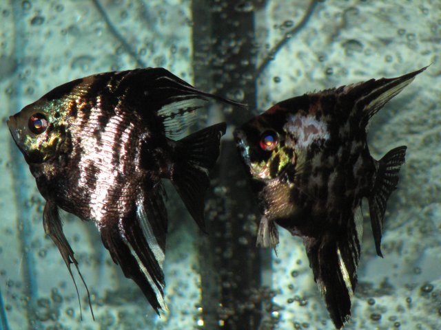 07192007 016.JPG