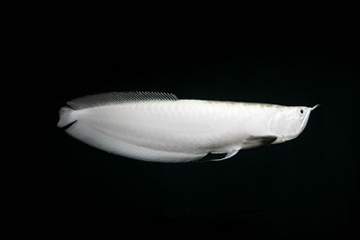 Platinum Arrowana.jpg