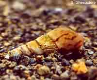 melanoides_tuberculata.jpg