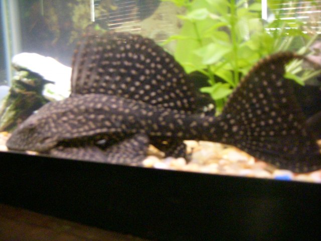 DSCN0788.jpg